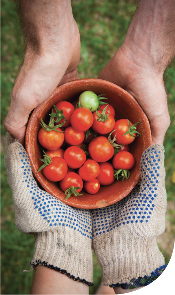 tomates